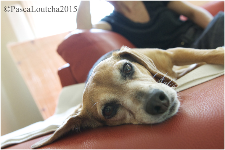 PascaLouchaPhotoPet3