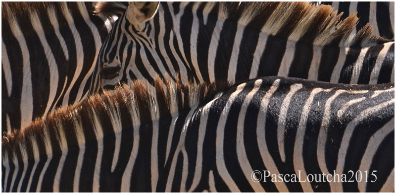 PascaLoutcha zebra 2