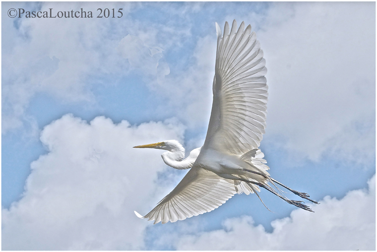 PascaLoutchaPhotAnimal1