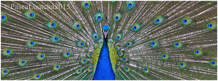 PascaLoutchaPhotoAnimal3