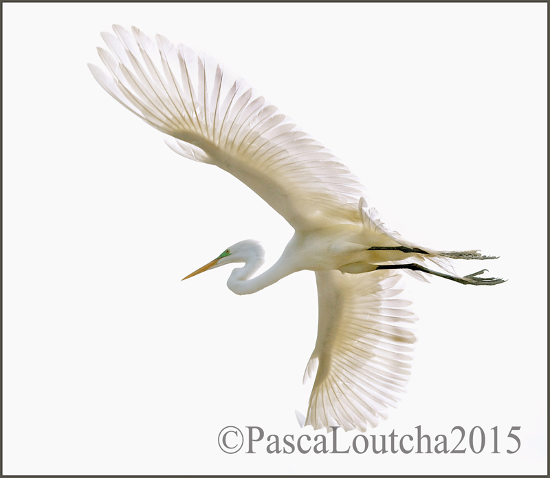 PascaLoutchaPhotoBird2