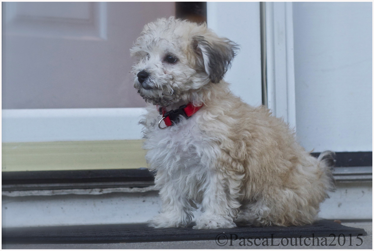 PascaLoutchaPhotoPet2